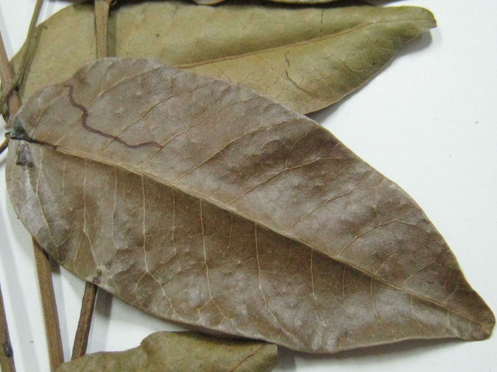 Loxopterygium 3