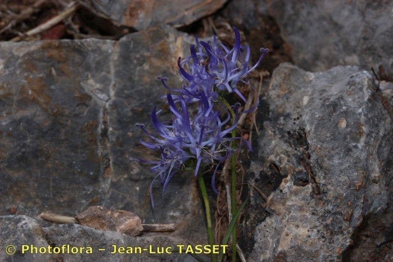 Campanula di Charmel 3