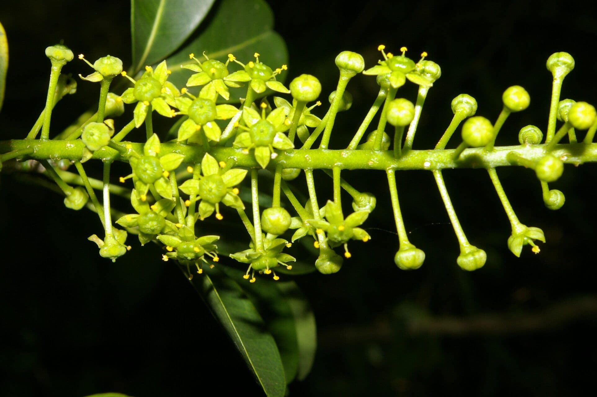 Aceitillo 3