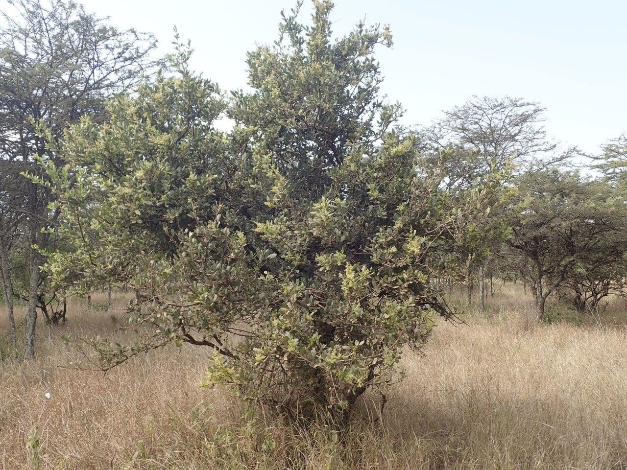 Searsia natalensis 12