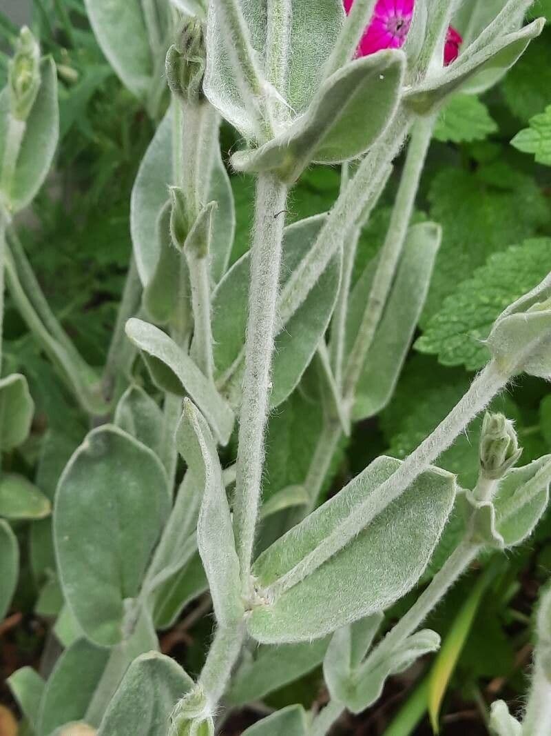 Silene coronaria 16