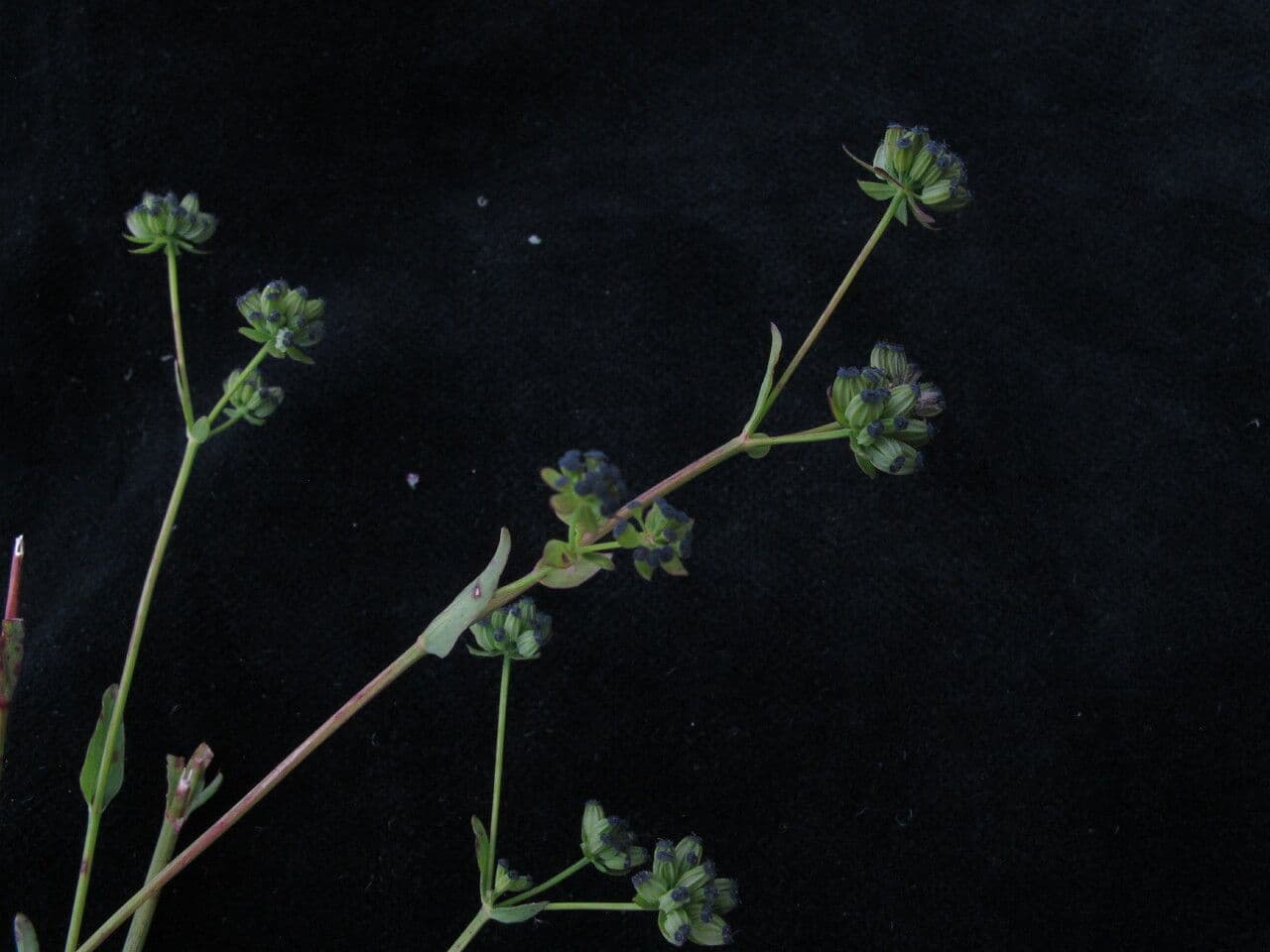 Bupleuro gracile 6
