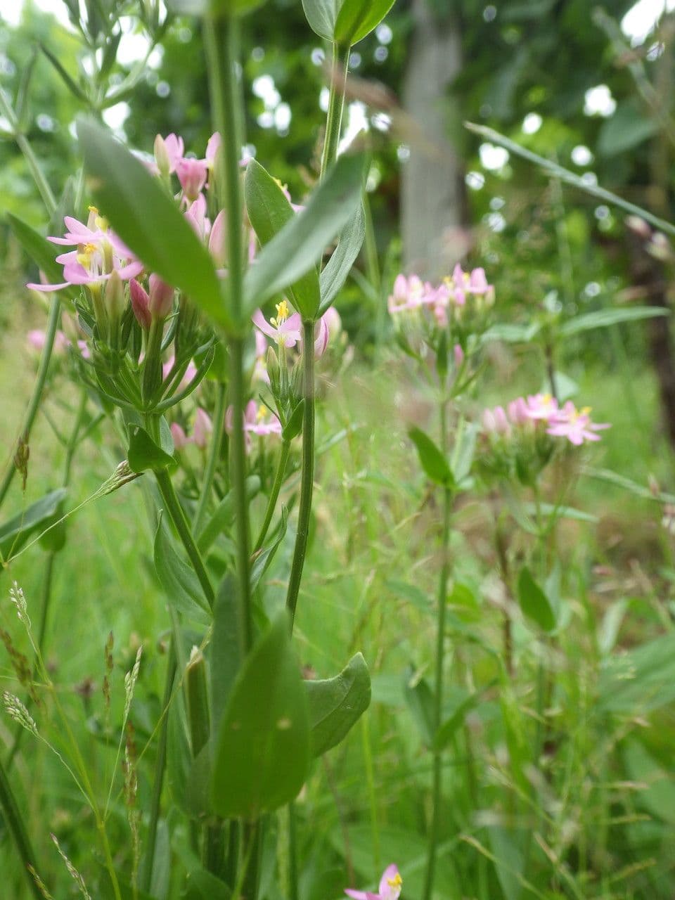 Centaurea minore 27