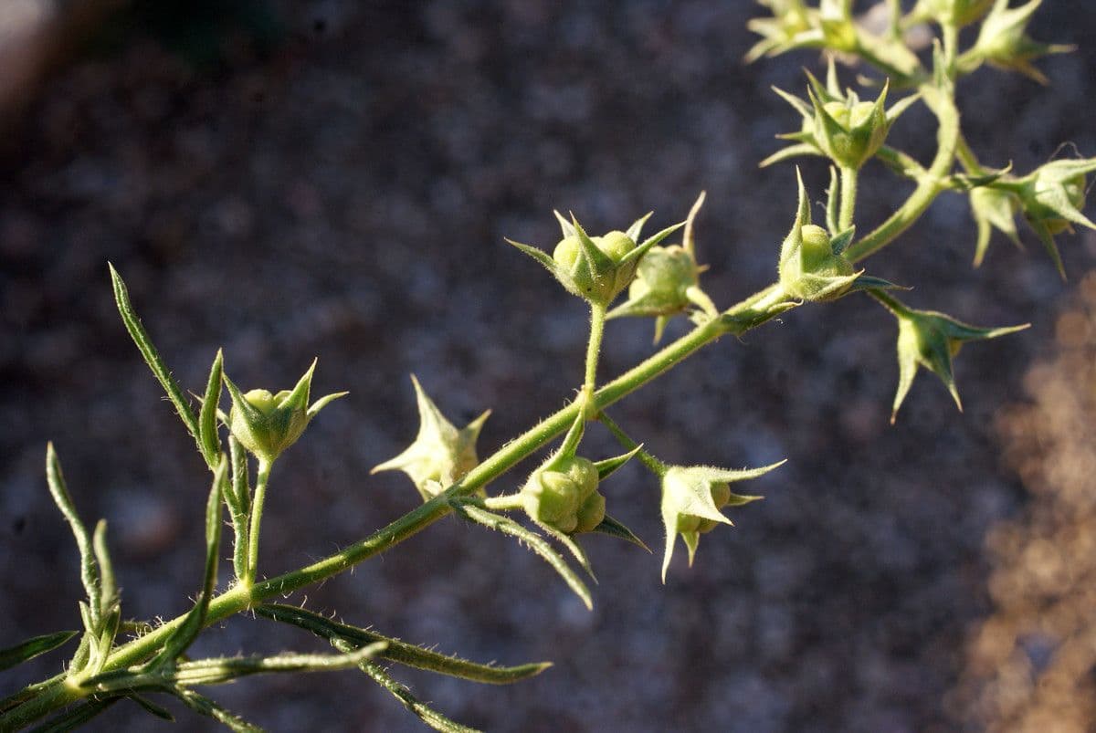 Teucrium pseudochamaepitys 5