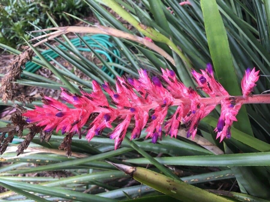 Aechmea 6