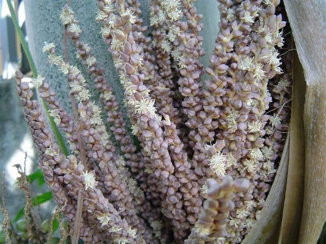 Kentiopsis 7
