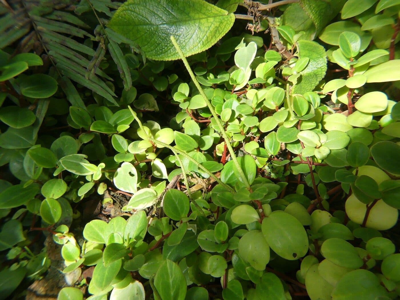 Peperomia glabra 2