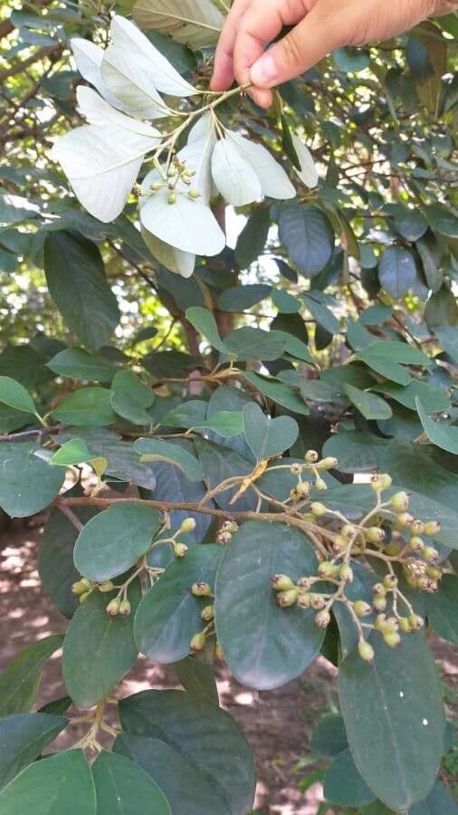 Cotoneaster glauque 6