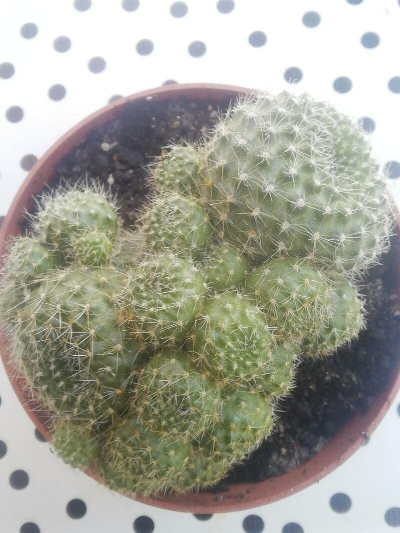 Cactus corona di fuoco 8