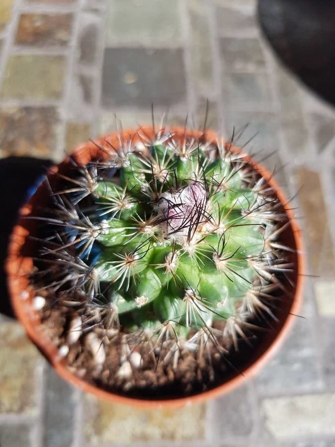Turbinicarpus 9