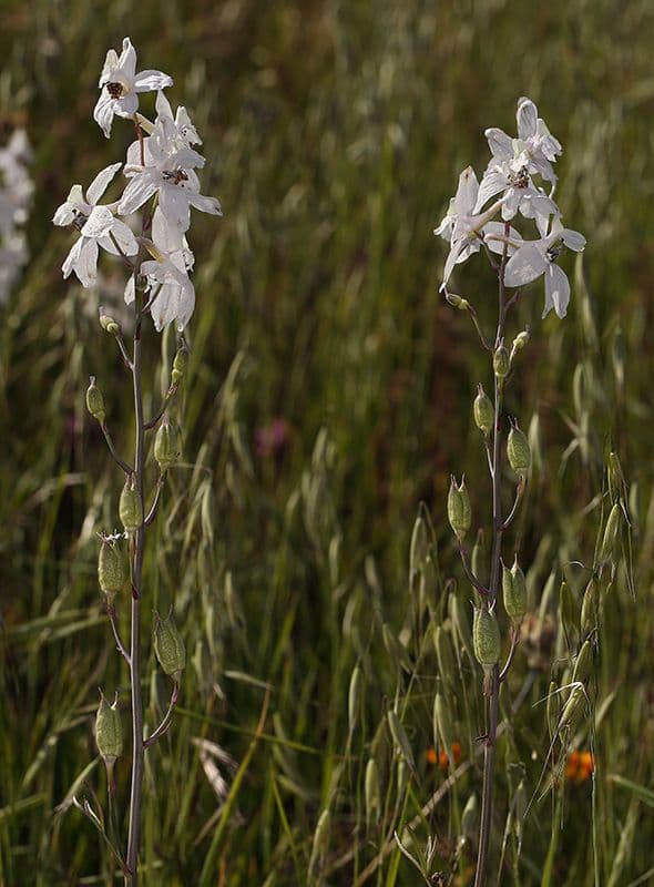 Delphinium gypsophilum 9