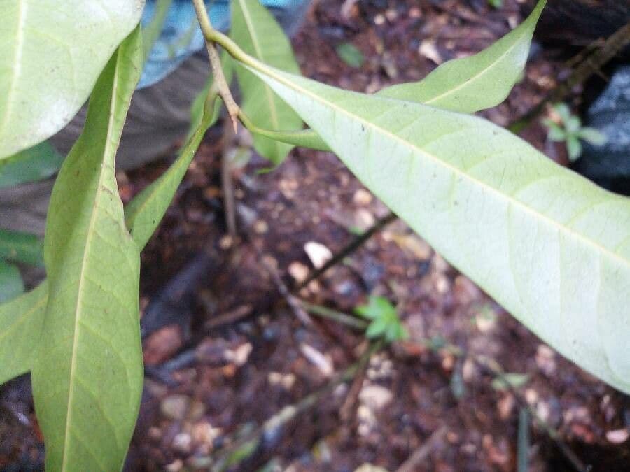 Pouteria 2