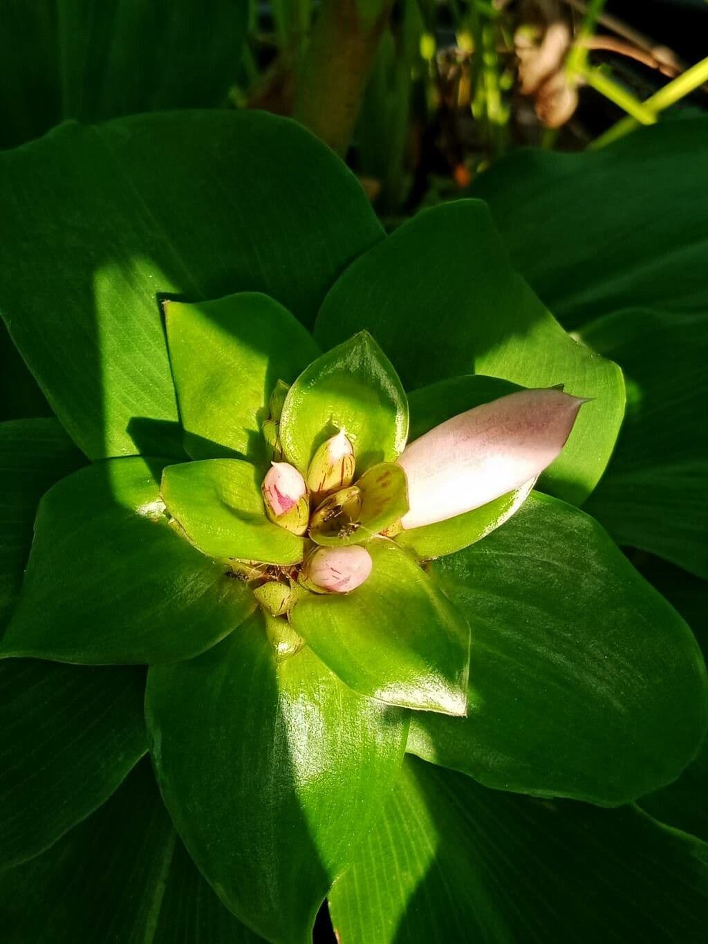 Costus 4