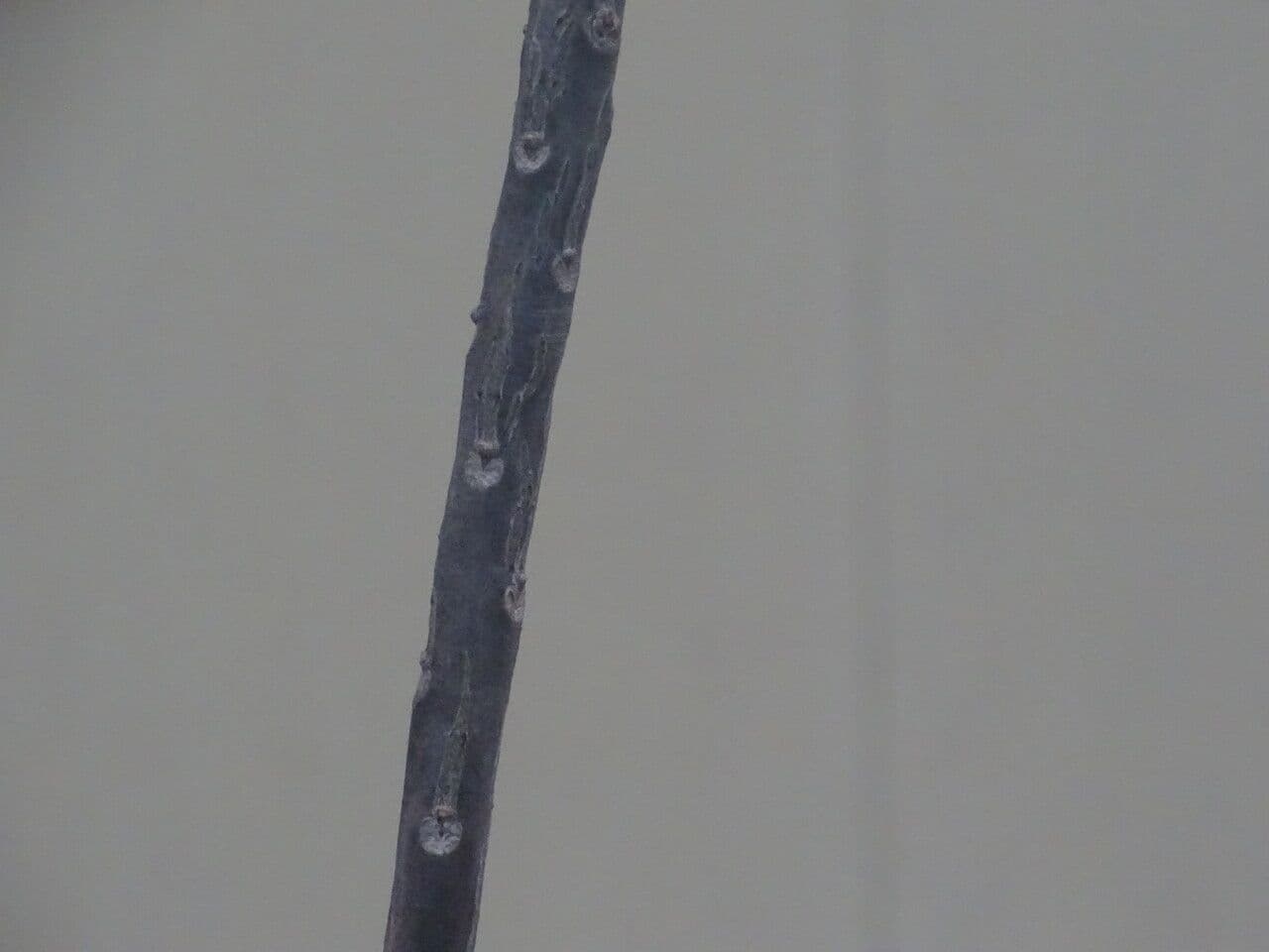 Uncarina 3