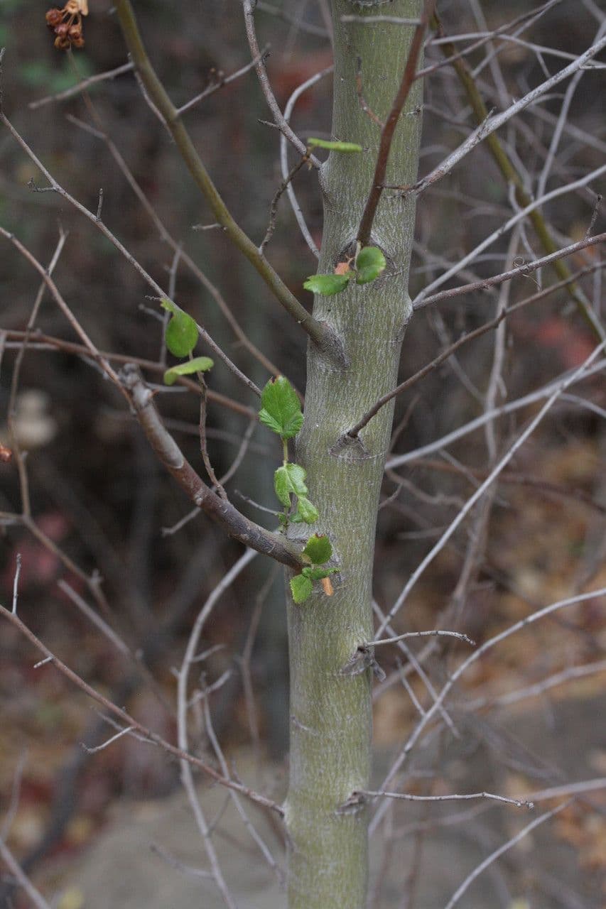 Behaarter Ceanothus 19