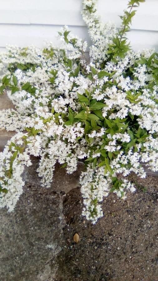 Deutzia gracilis 12