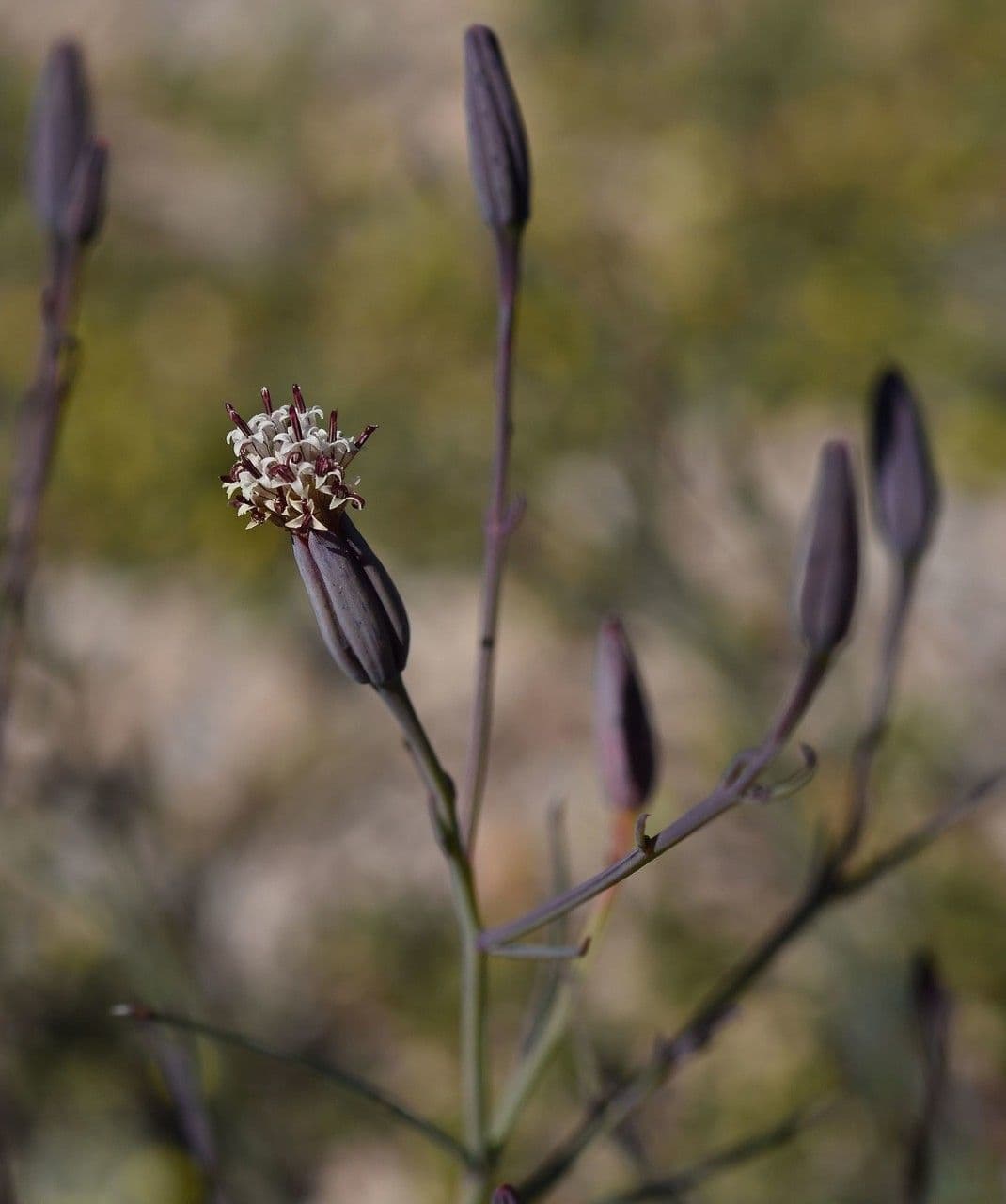 Porophyllum 8