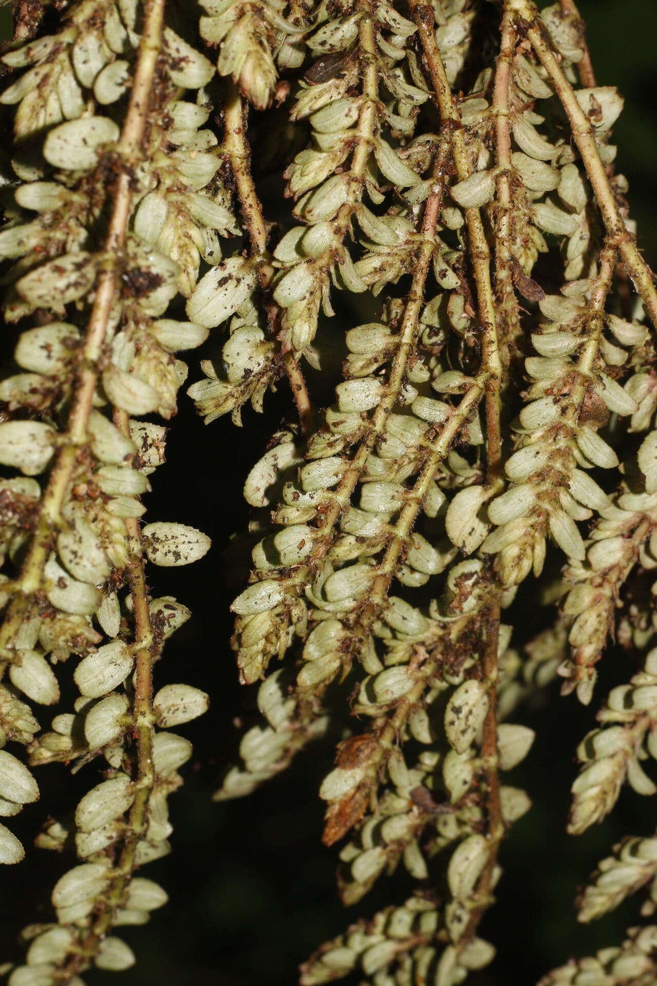 Lechosa 5