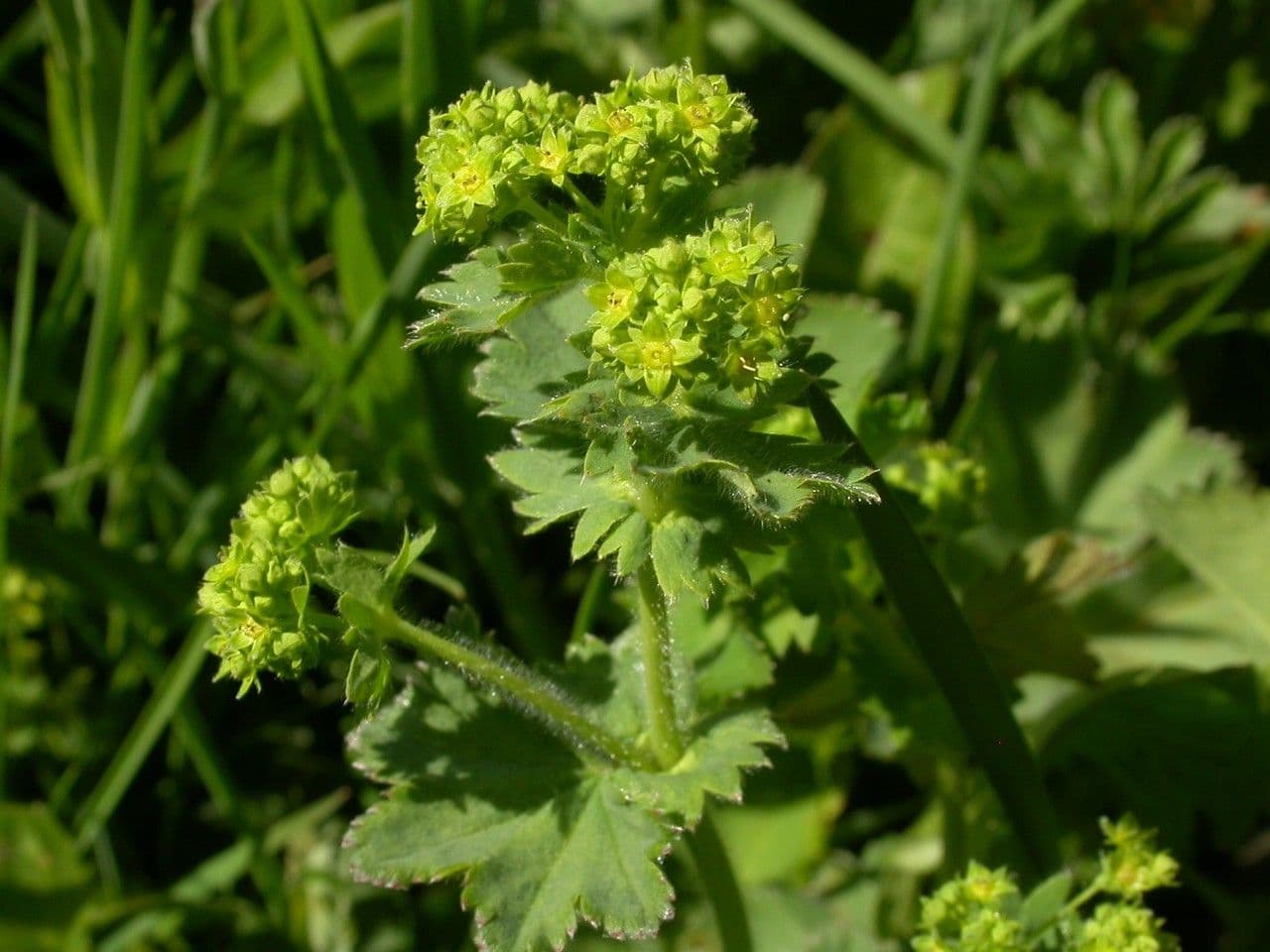 Alchemilla comune 20