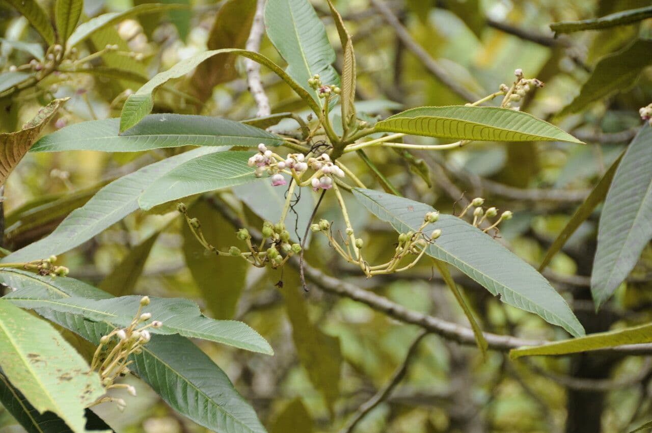 Saurauia 8