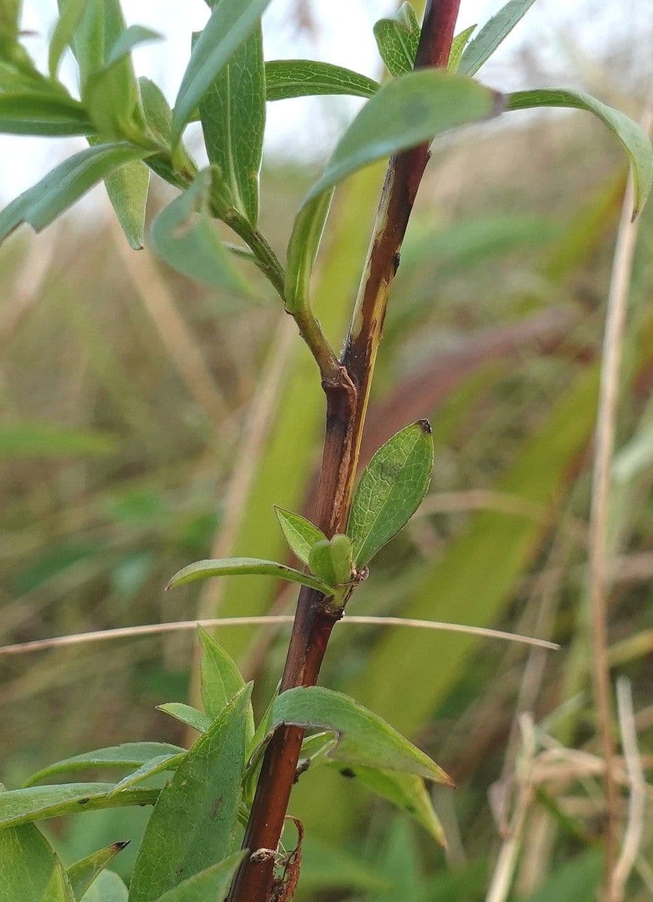 Aster lanceolato 24