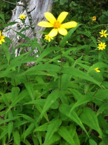 Girasole divaricato 10