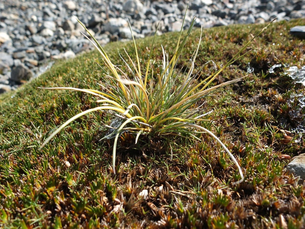 Festuca 2