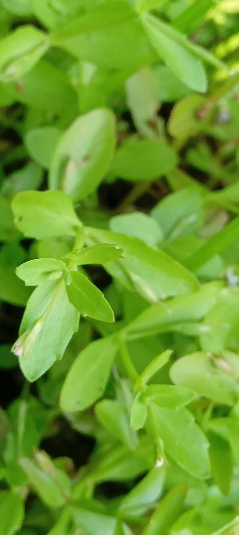 Lindernia 12