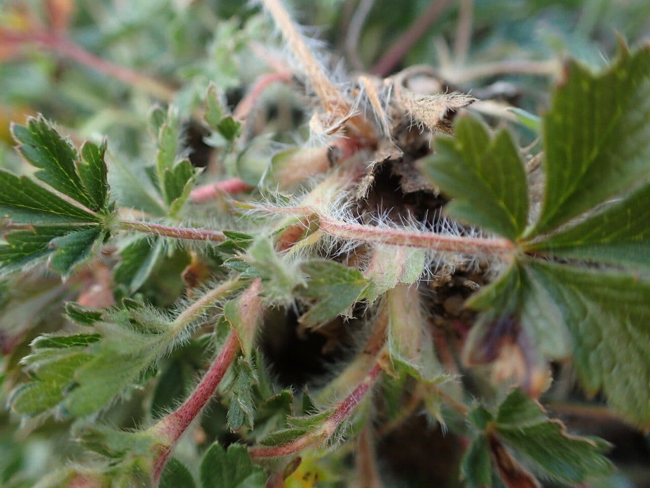 Mochna Crantzova 16