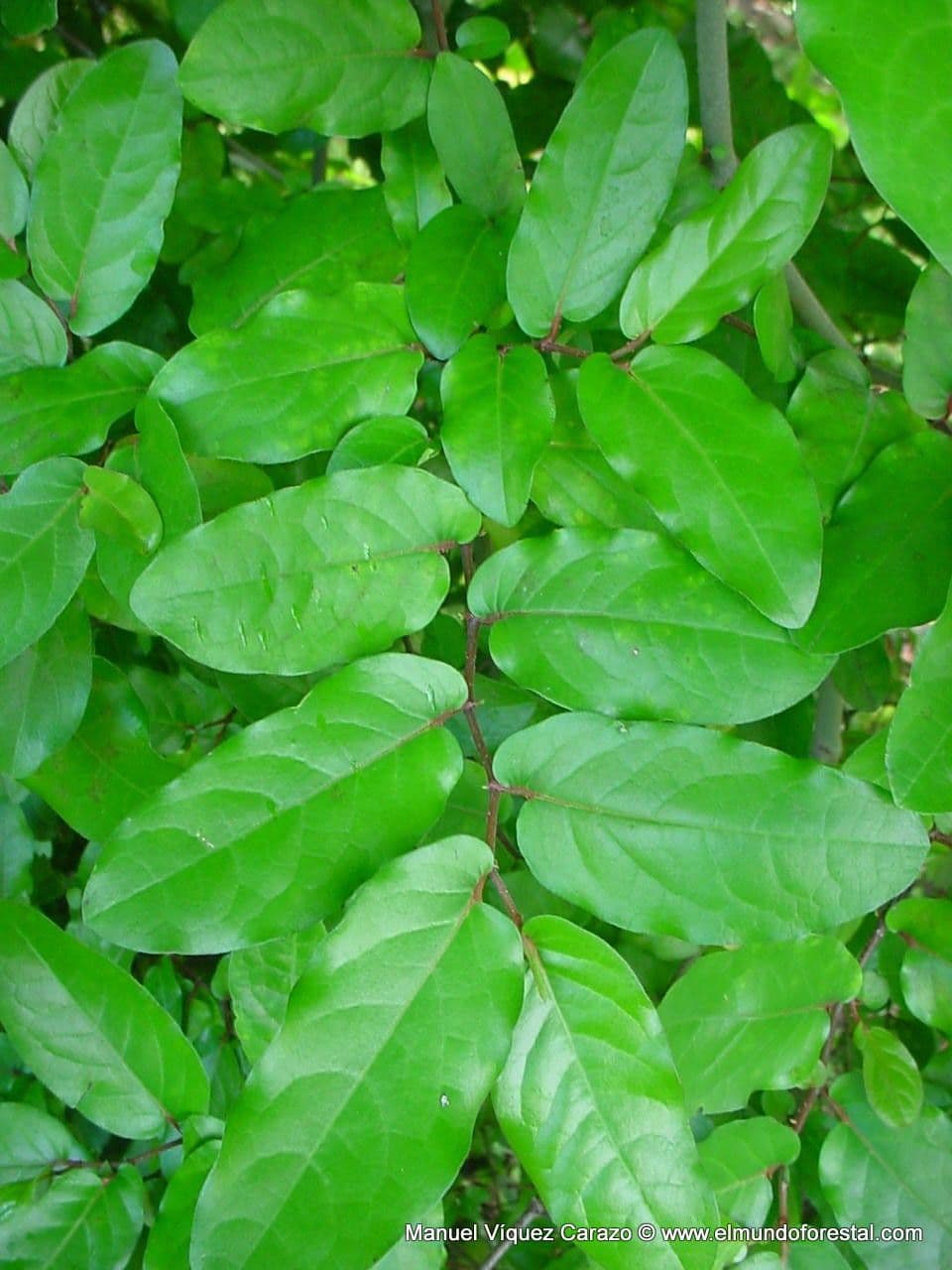 Pimienta tuberculada 15