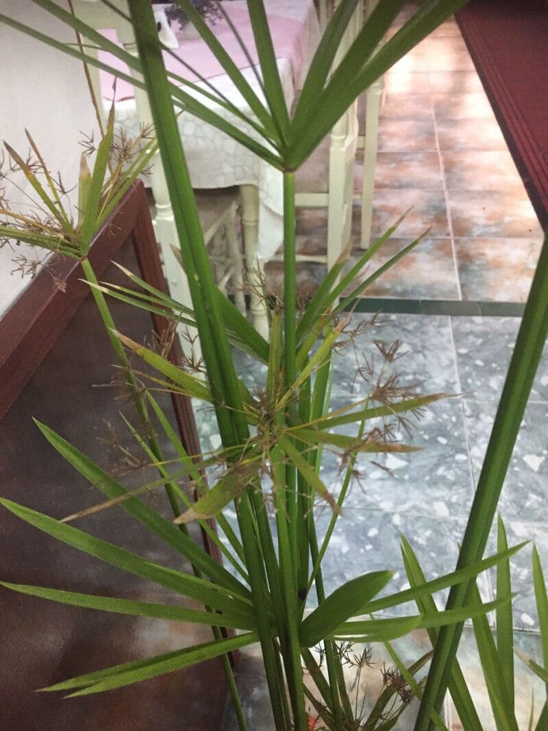 Papyrusstaude