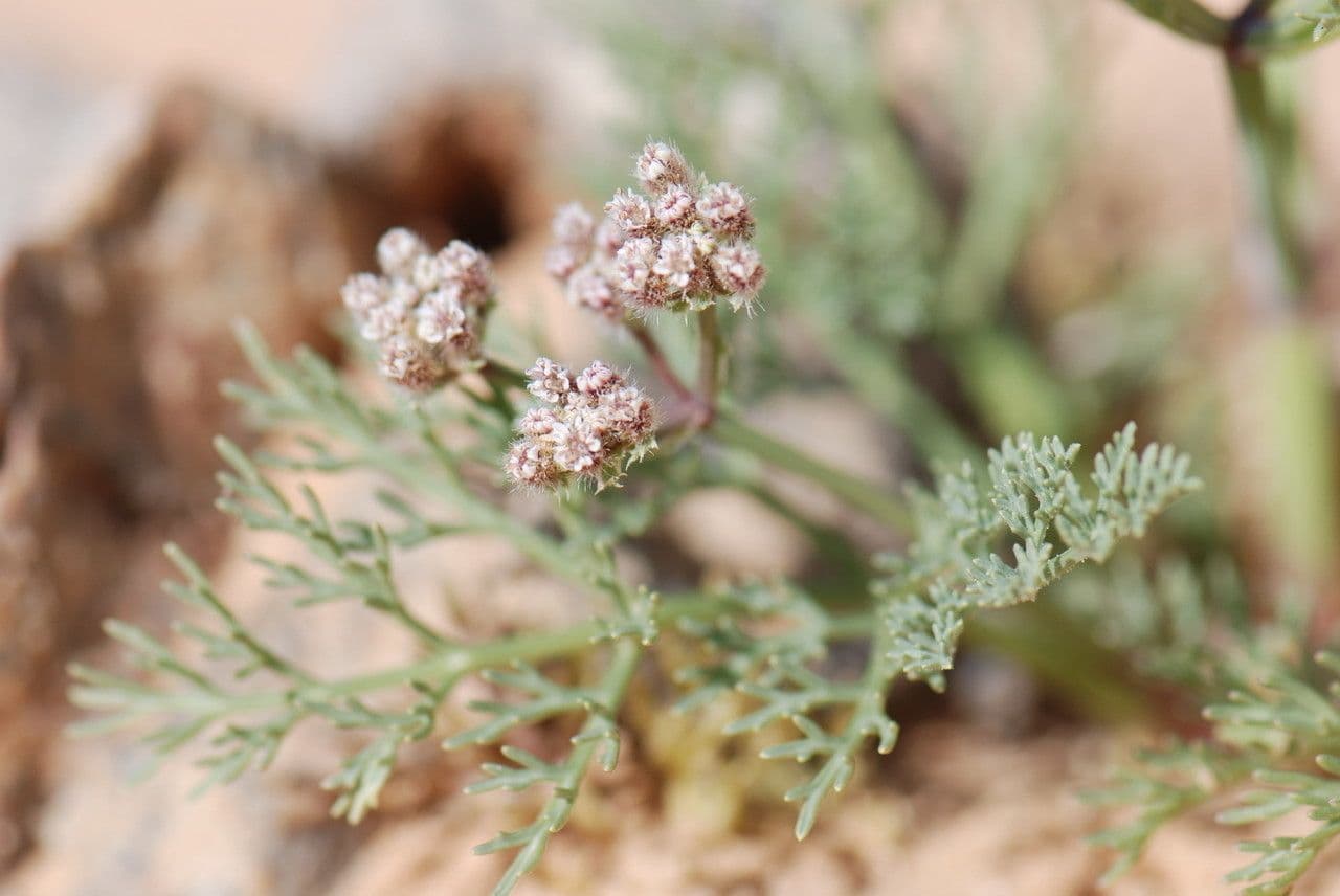 Ammodaucus 6