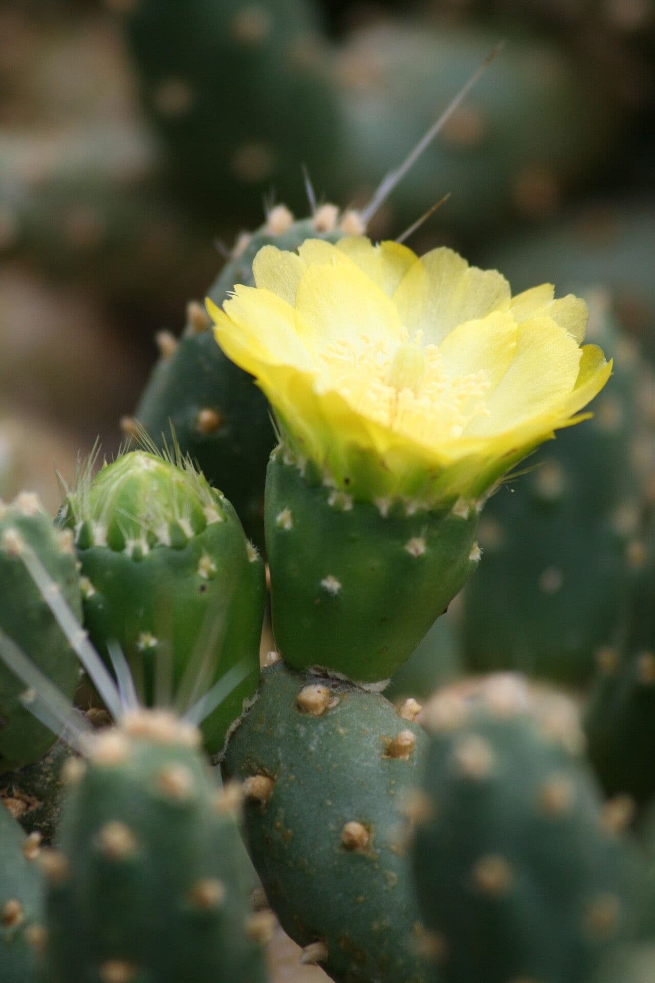 Cumulopuntia boliviana 3