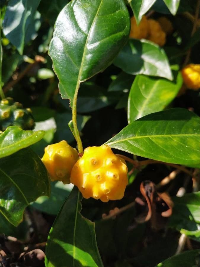 Morinda