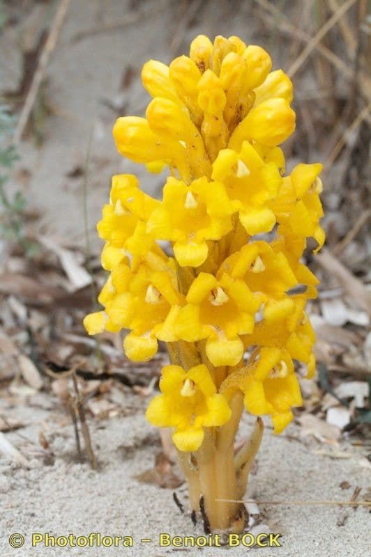 Cistanche 29