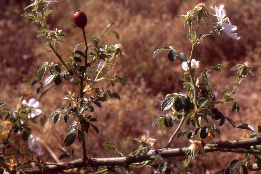 Kleinblütige Rose 12