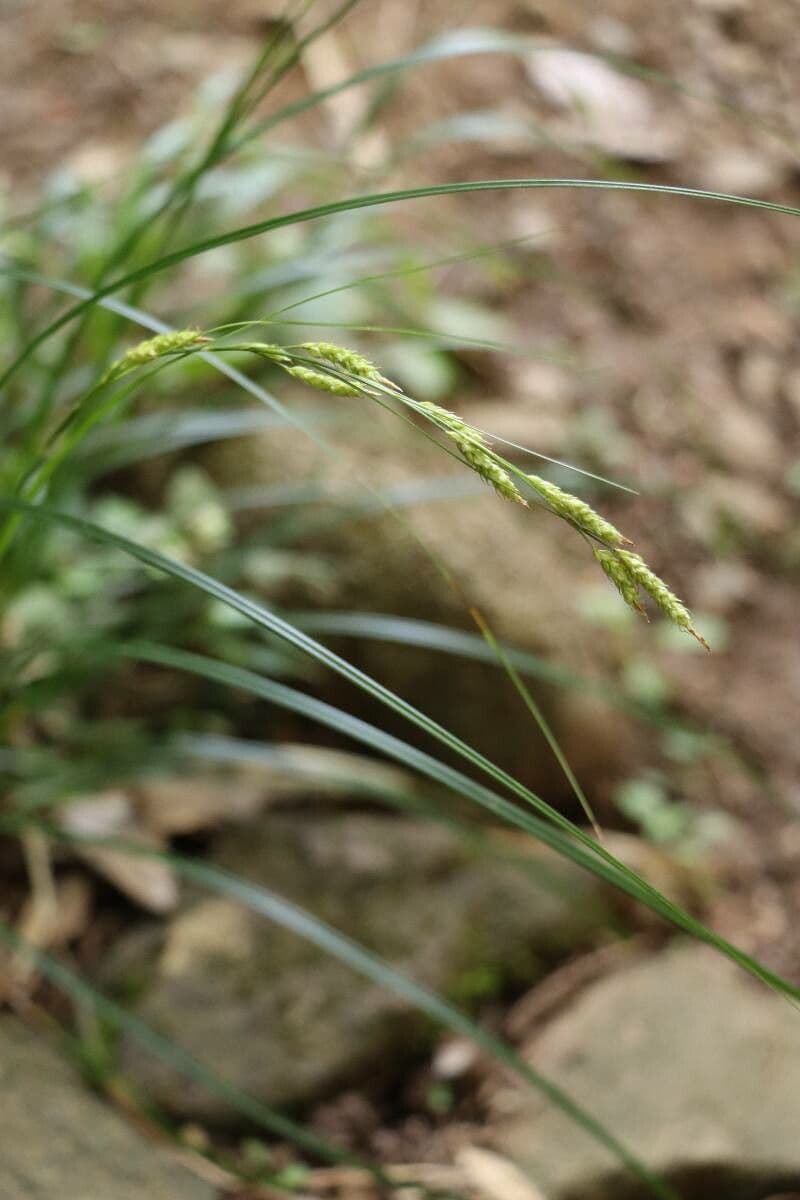 Carex brunnea