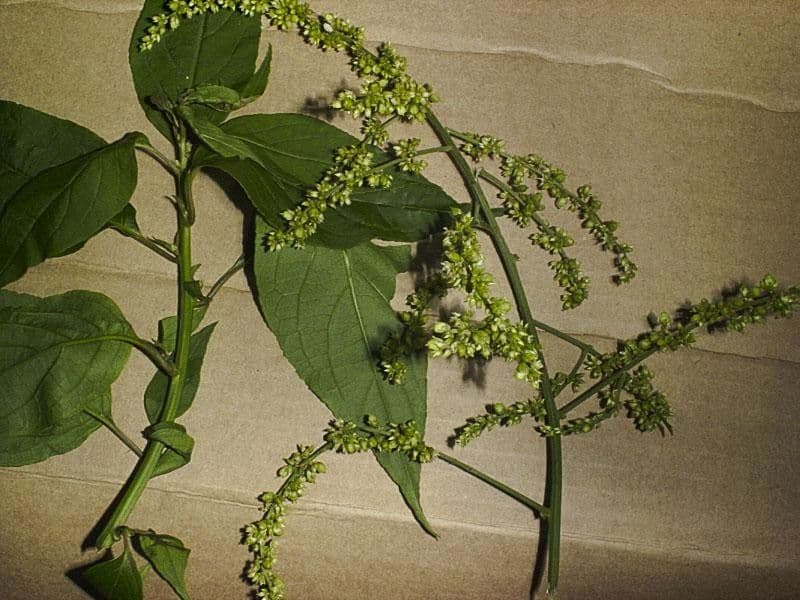 Chamissoa Altissima 20