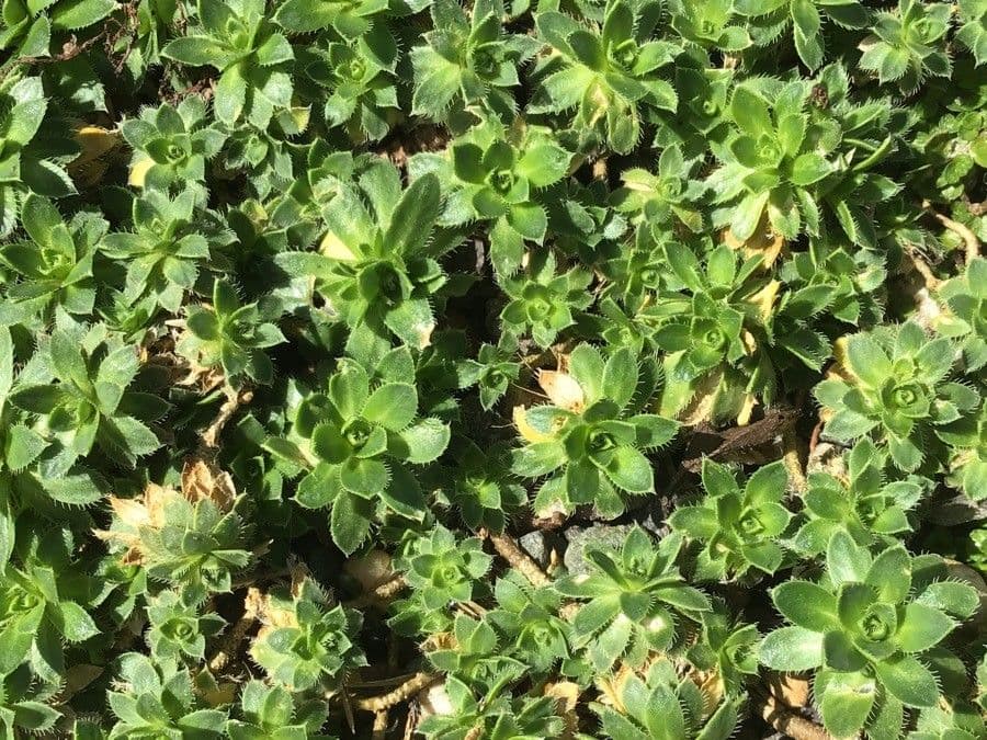 Arabis