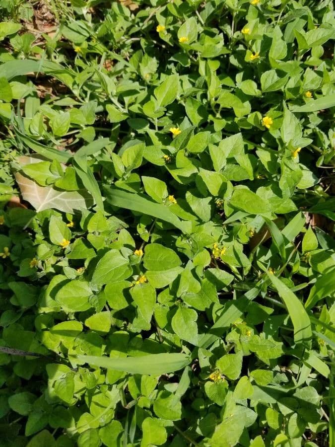 Calyptocarpus vialis 12