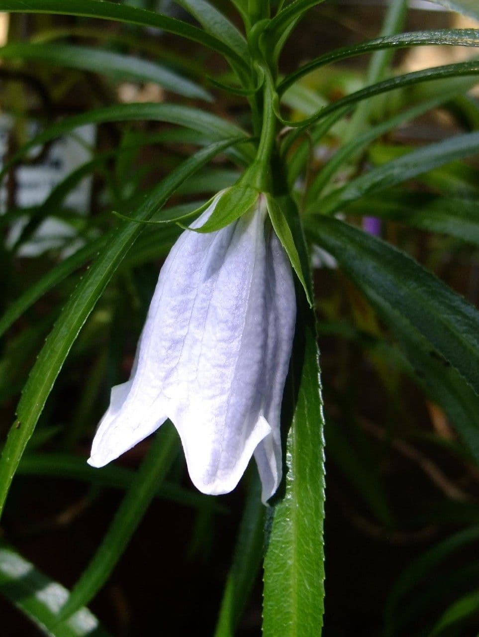 Campanula di Mauritius 4