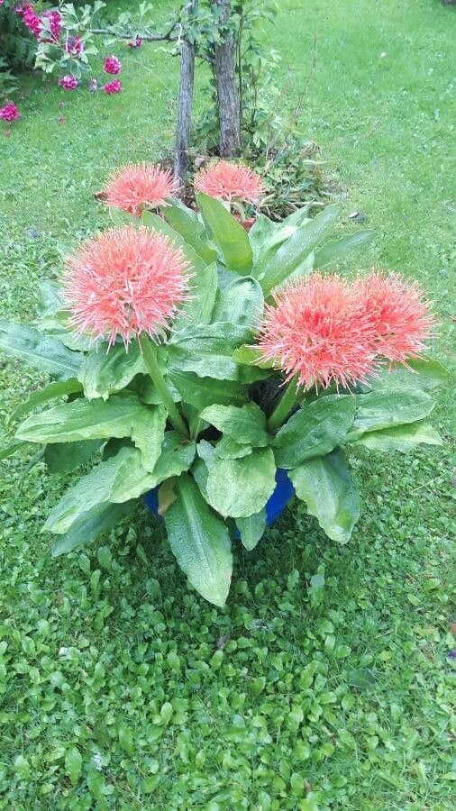 Scadoxus 14