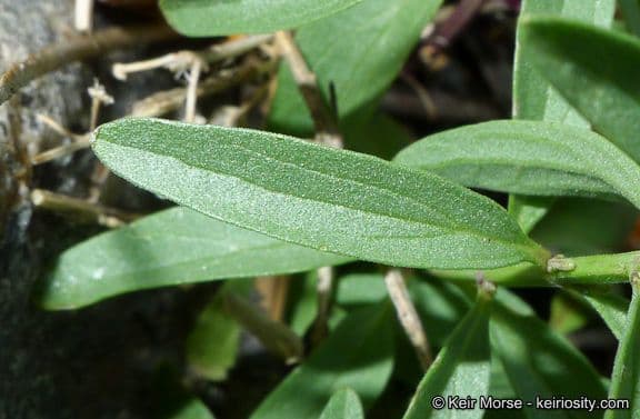 Scutellaria siphocampyloides 11