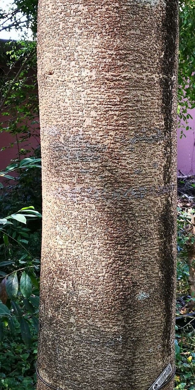 Afzelia xylocarpa 8