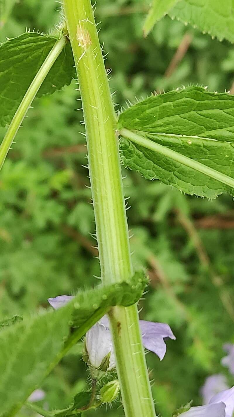Campanula lactiflora 17