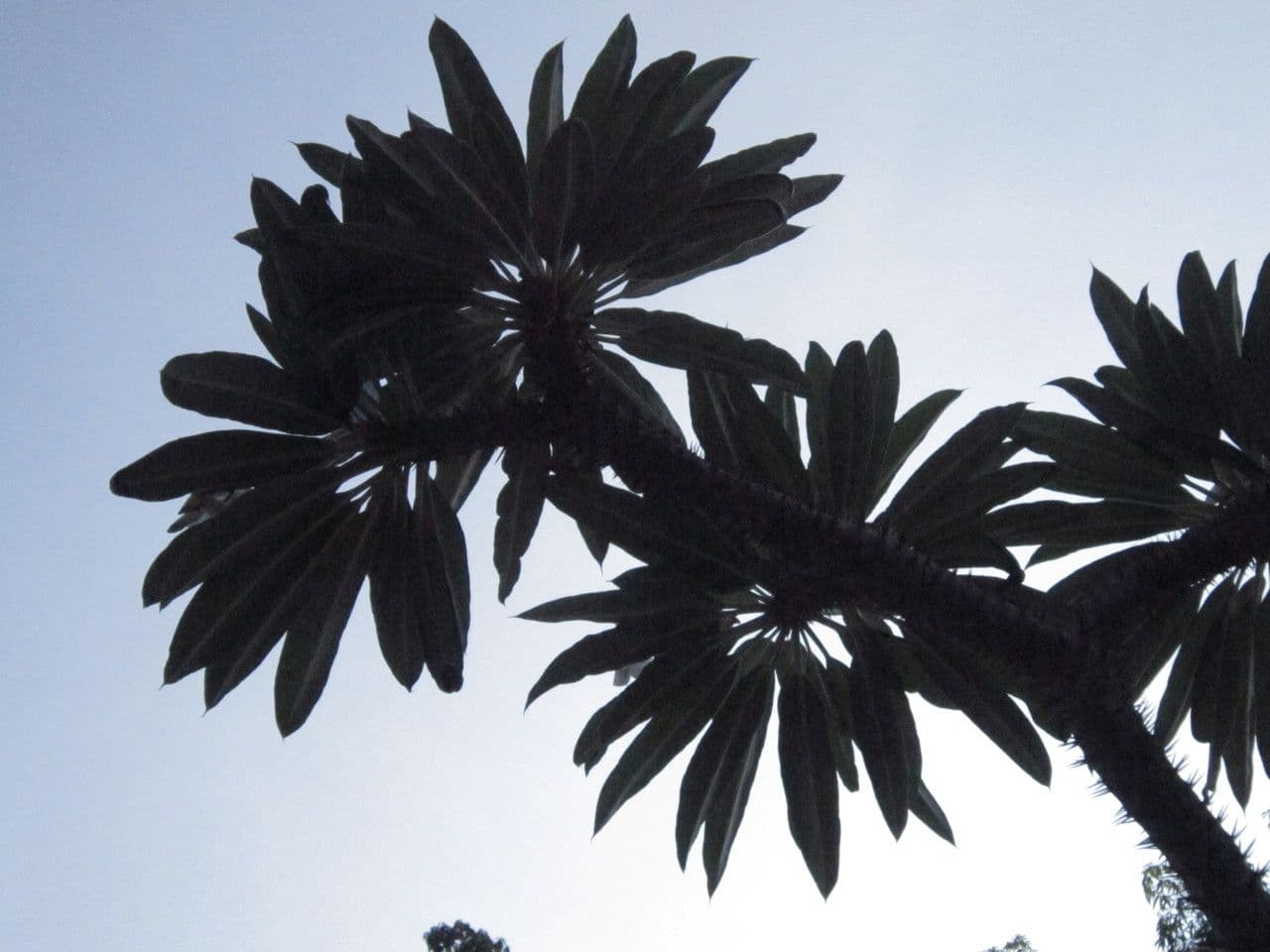 Madagaskar-Palme 26