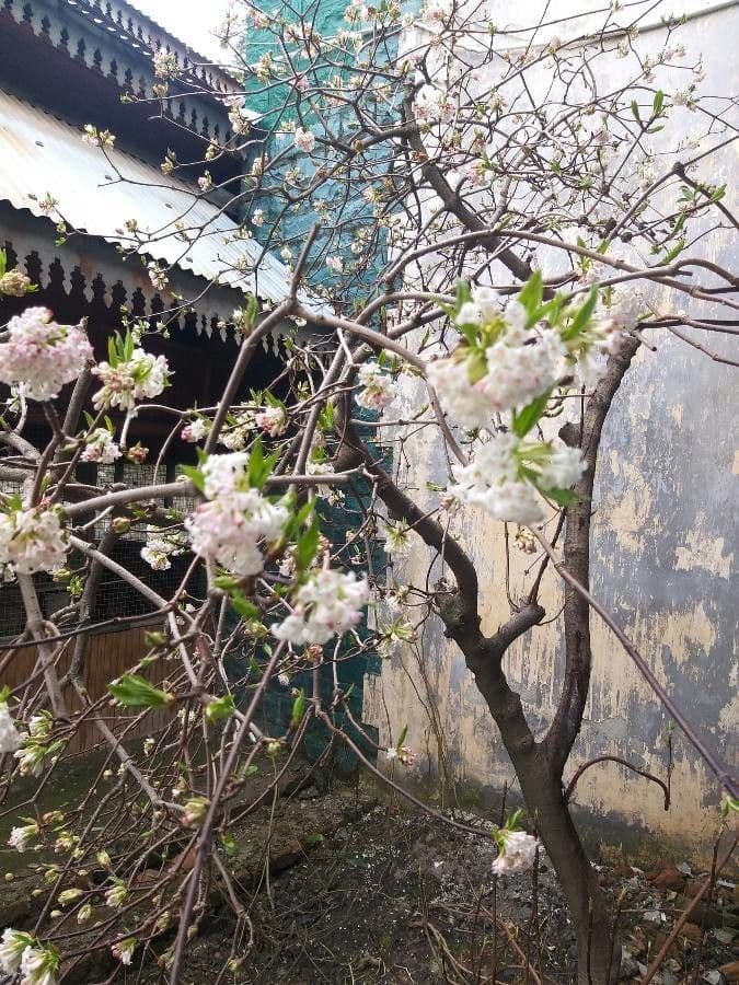 Großblütige Viburnum 3