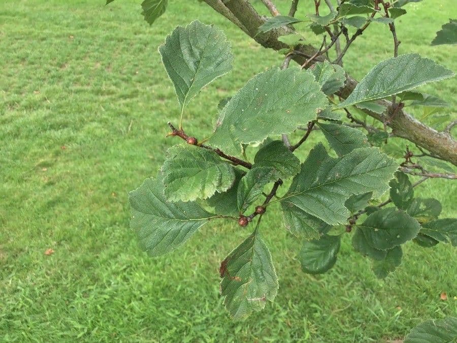 Hloh 7