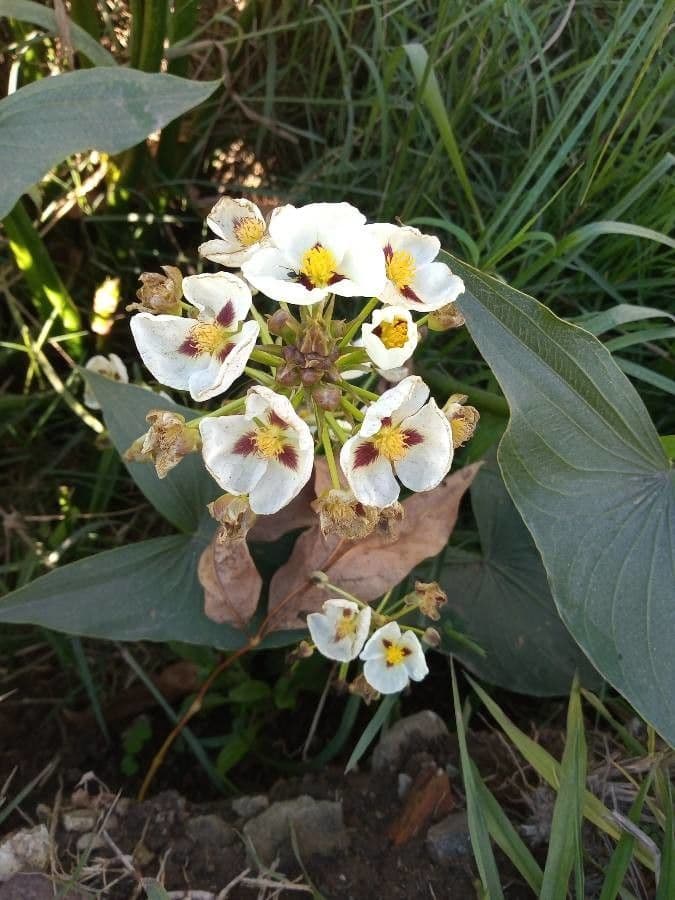 Pfeilkraut 4