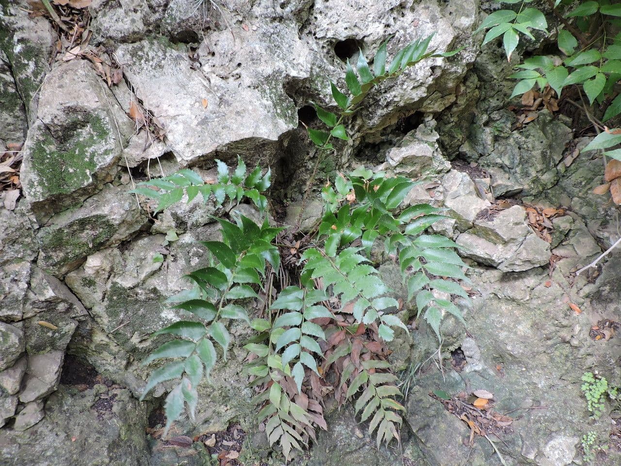 Cyrtomium falcatum 5
